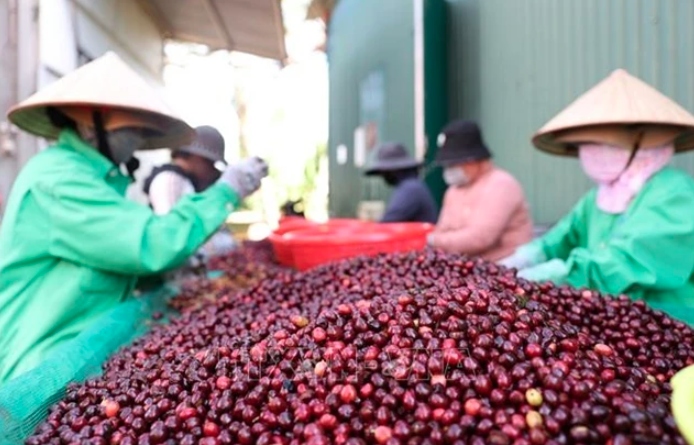 Vietnam coffee prices decline amid market fluctuations